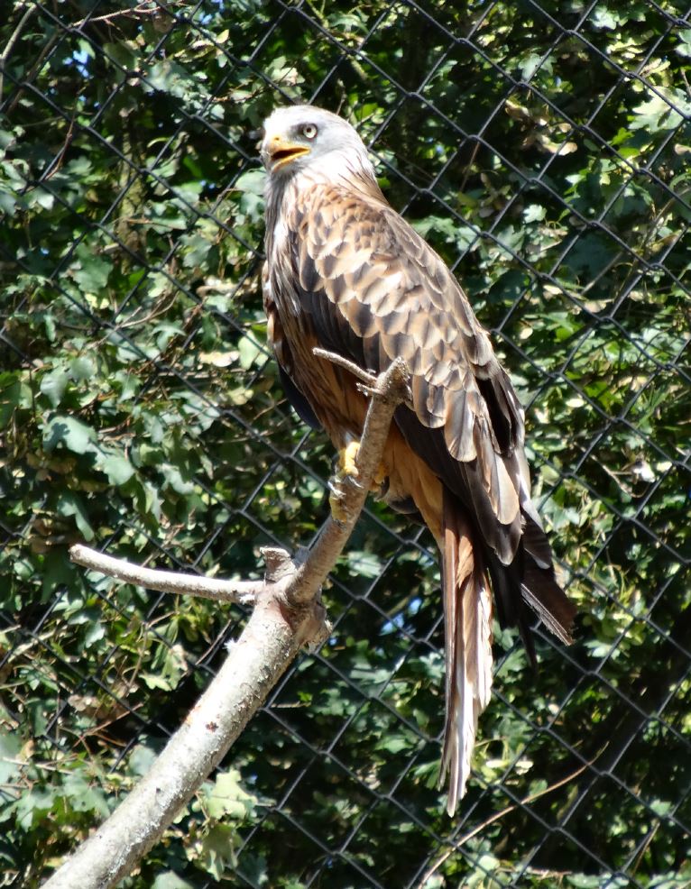 Le parc des oiseaux à villars les dombes ( 01330 ) Milan_10