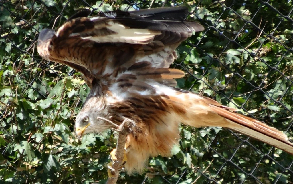 Le parc des oiseaux à villars les dombes ( 01330 ) Milan_11