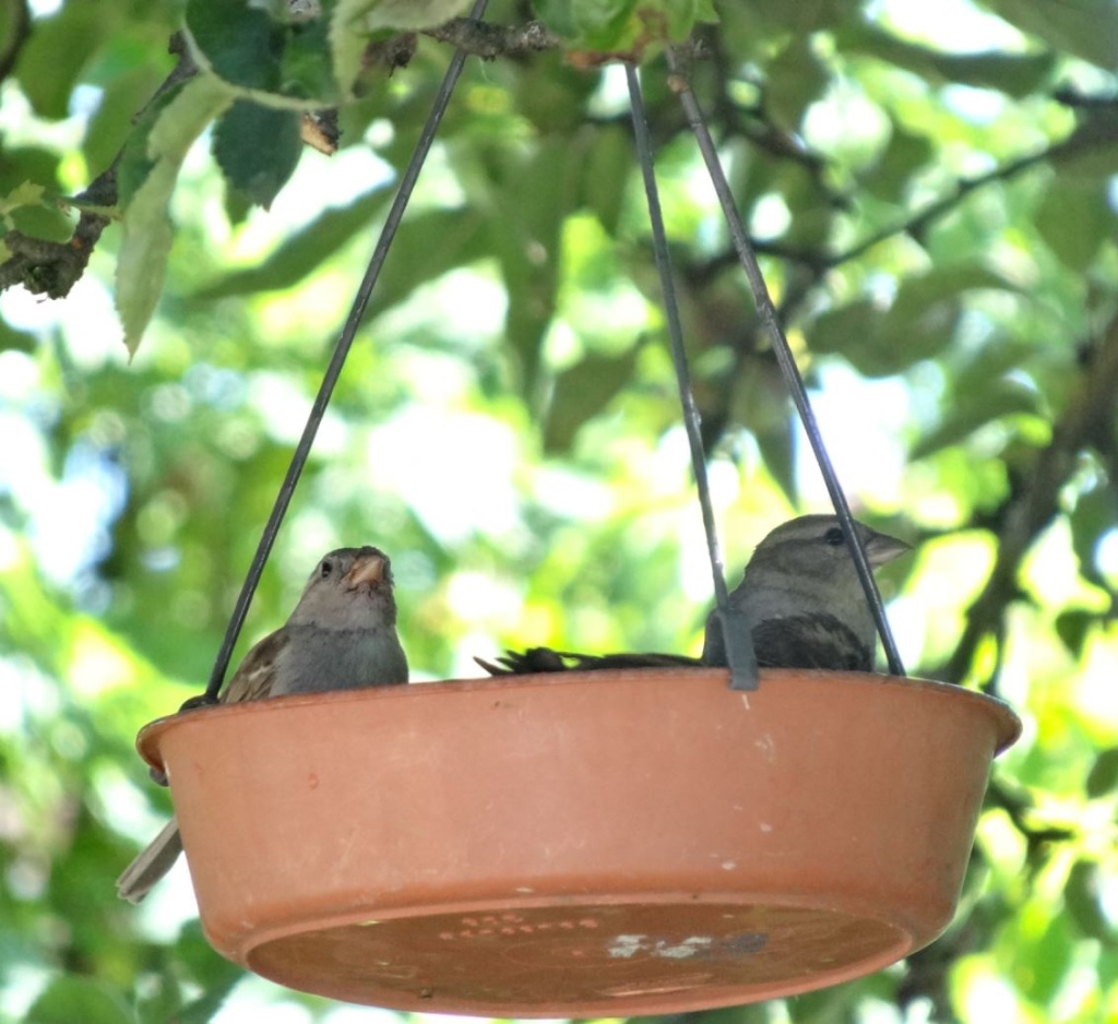 Les oiseaux du jardin... - Page 2 Moinea20