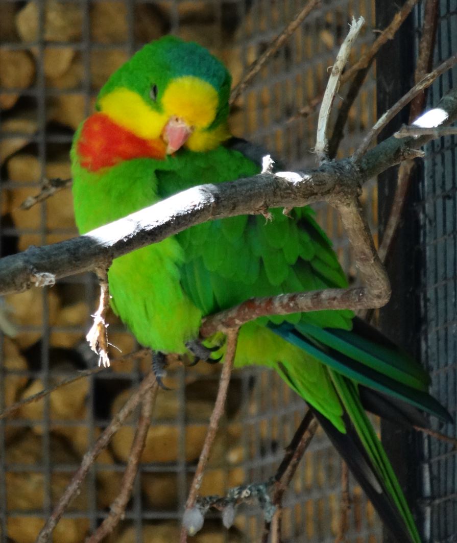 Le parc des oiseaux à villars les dombes ( 01330 ) Perruc11