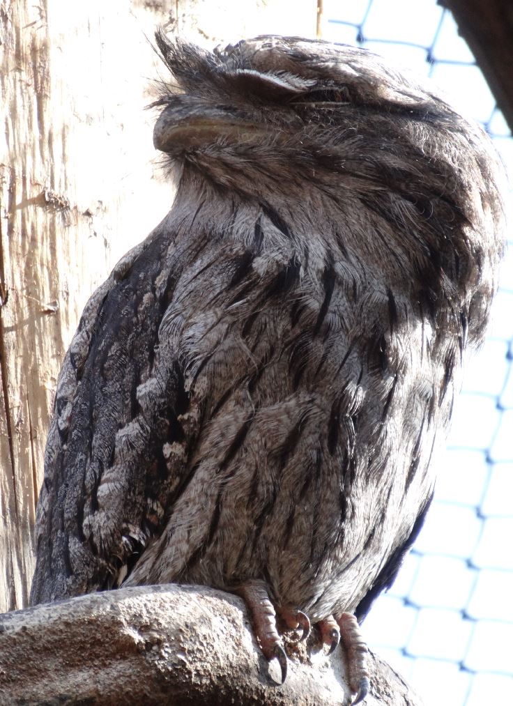 Le parc des oiseaux à villars les dombes ( 01330 ) Podarg10