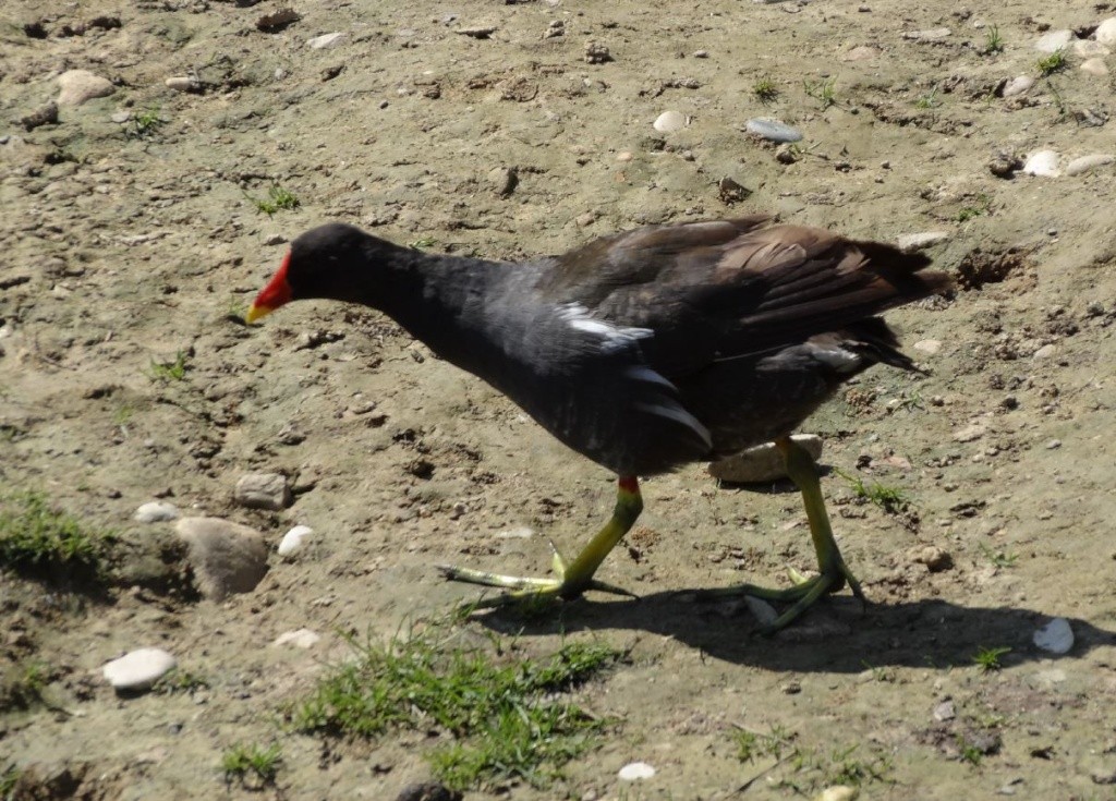 Le parc des oiseaux à villars les dombes ( 01330 ) Poule_10