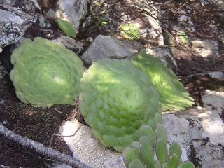 [Information] Terrariums plantés pour les nuls (ou pas) Aeoniu11