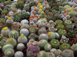 [Information] Terrariums plantés pour les nuls (ou pas) Cactus10