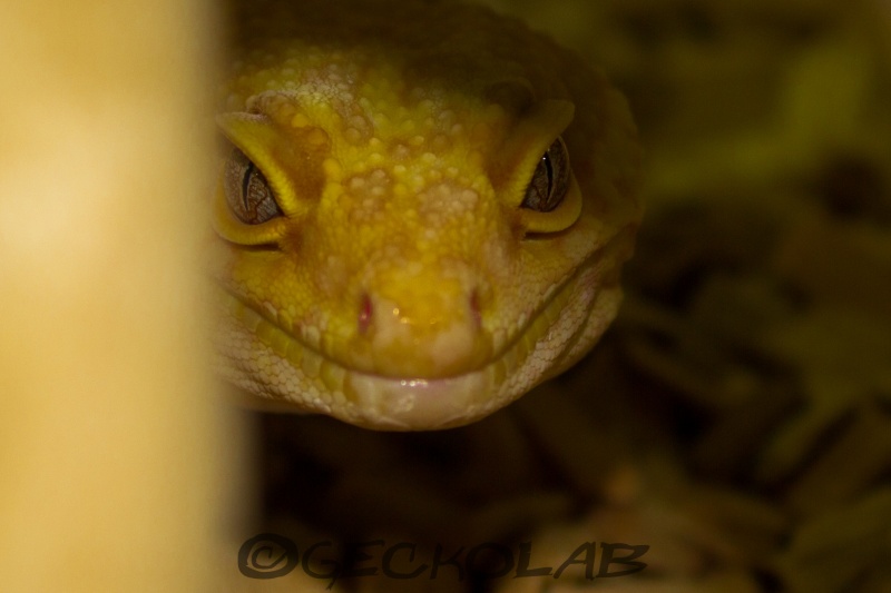 CONCOURS PHOTO: Votre reptile dans son terrarium 02310