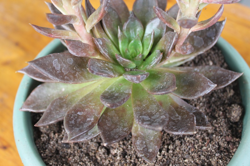 echeveria black prince Img_6232