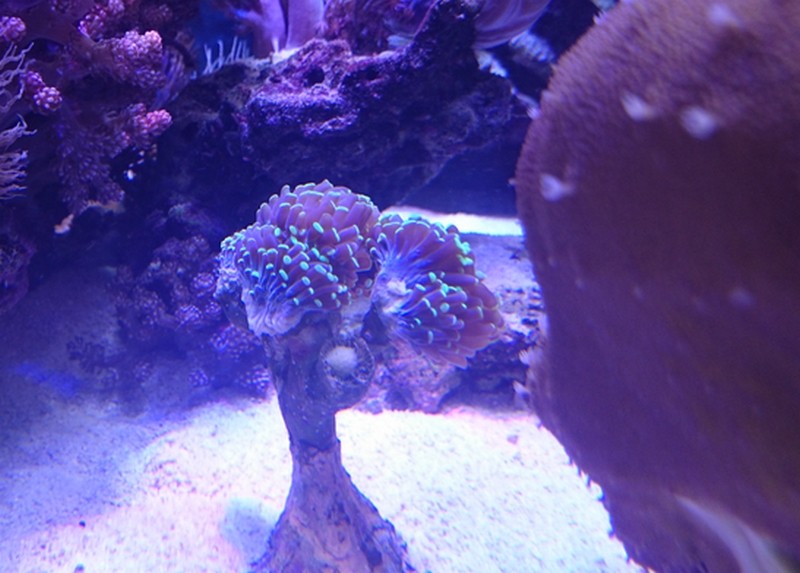reef cube by hotmars - Page 13 Dsc_0811