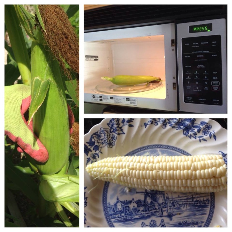 What are you eating from your garden today? - Page 35 Corn8210