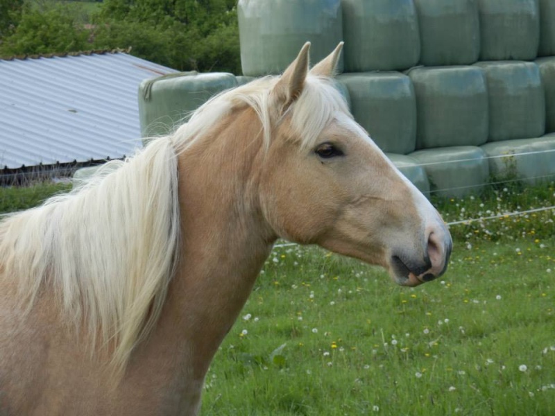 Les chevaux Dorélia  - Page 12 10246611