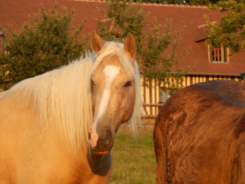 Les chevaux Dorélia  - Page 12 10526110