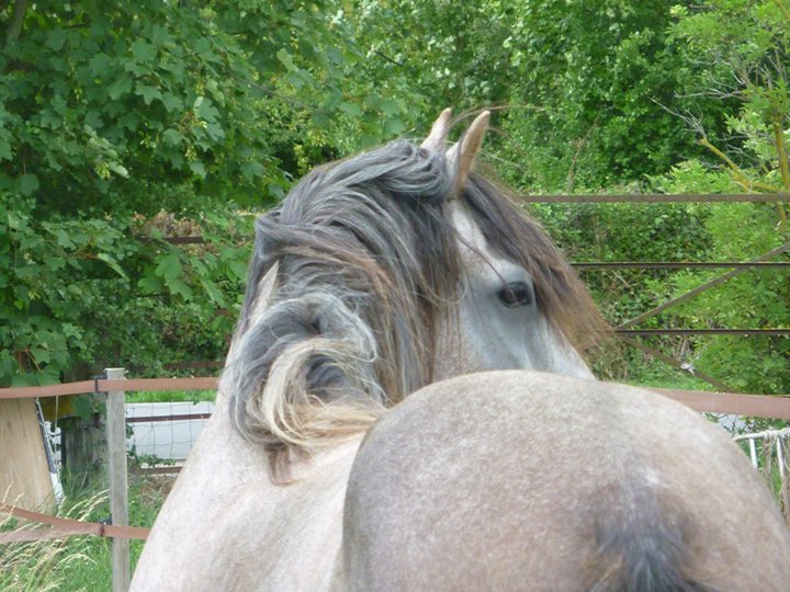 Les chevaux Dorélia  - Page 14 26808310