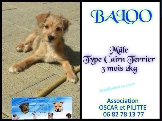 BALOO  CAIRN TERRIER 3 MOIS  Baloo10