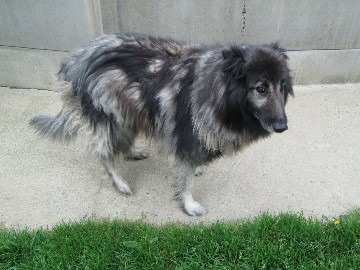 TERVUREN 12 ANS  urgent  Tervur10