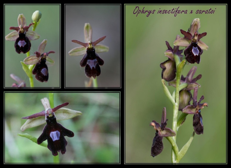 Ophrys bertolonii saratoi ( O. drumana ) x insectifera  3110