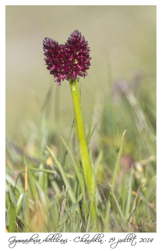 Gymnadenia rhellicani siamoises Lususr10