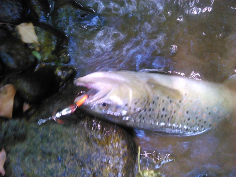 Vos Petites sorties Truites/ Salmonidés de Juin 2014 Trouta14