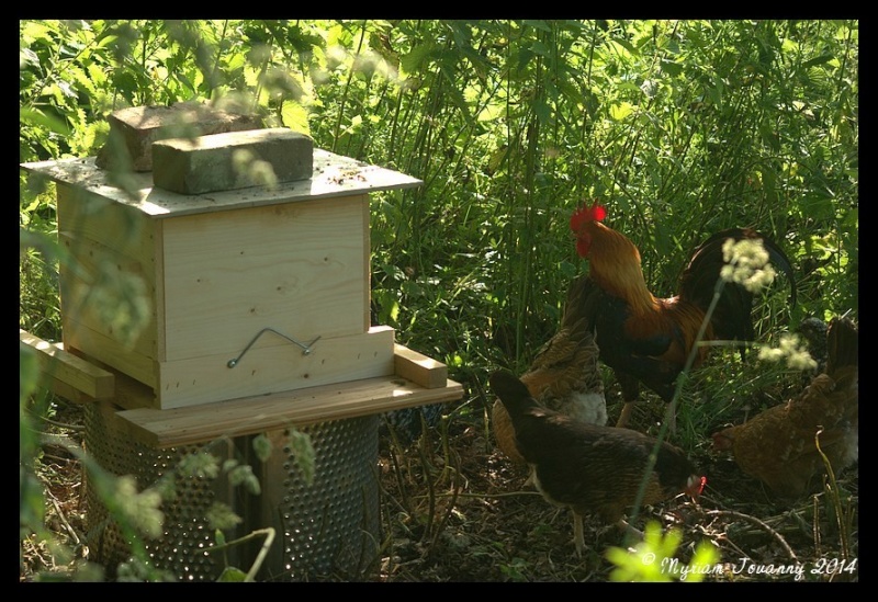 Les poules, une arme efficace pour lutter contre le frelon asiatique _igp9610