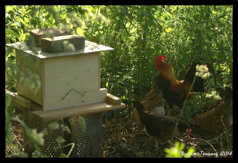 Les poules, une arme efficace pour lutter contre le frelon asiatique  _igp9610