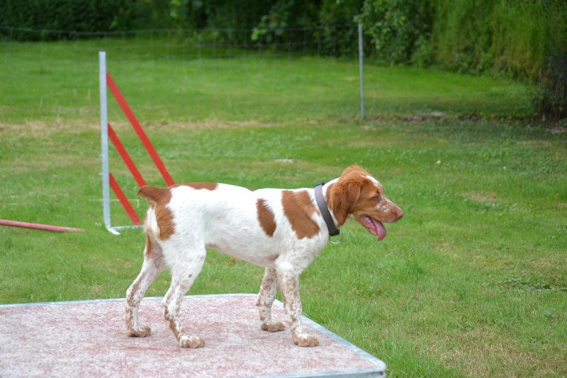 Mes chiens en agility Dsc_0312