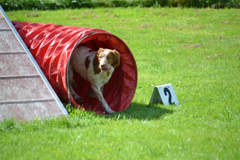 Breton - epagneul breton en agility - Page 13 Dsc_0810