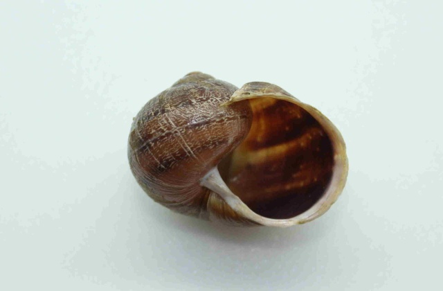 Helix aspersa f. canaliculata Chevallier, 1977 Img_8211