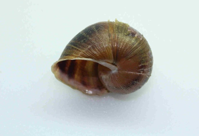 Helix aspersa f. canaliculata Chevallier, 1977 Img_8212