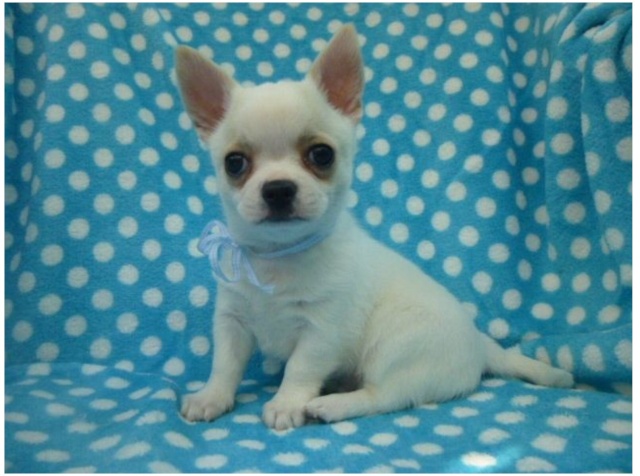 Chihuahuas LOF... OMG!!! Image88