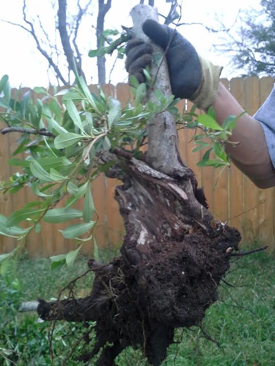 Collected Pyracantha 1 Pyraca10