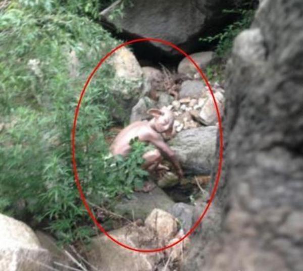 Turista flagra criatura misteriosa ao sair para urinar em camping na China 60010