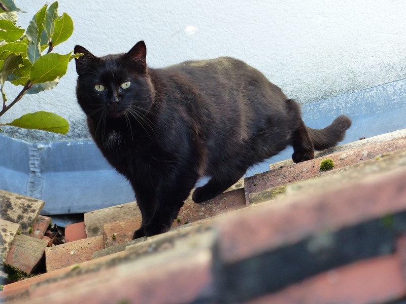 Chat noir dans mon jardin ! Copie143