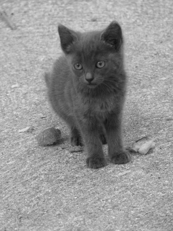 Chaton et sa maman ! Copie_89