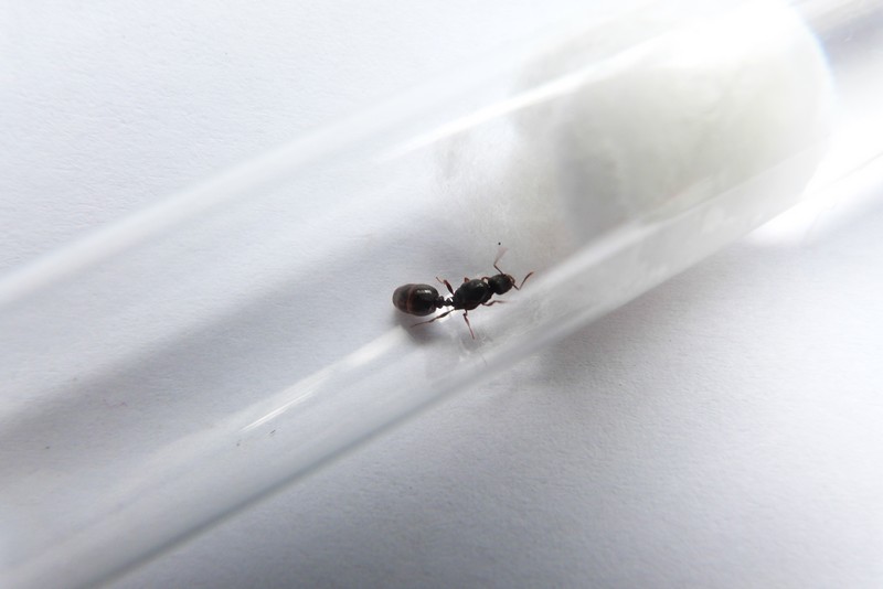 Toutes mes fourmis de ptit moineau P1060911