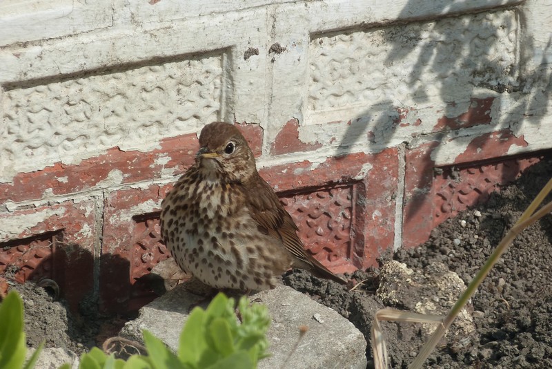 Les photos de Ptit moineau des oiseaux qui viennent à ma mangeoire !! - Page 12 P1070713