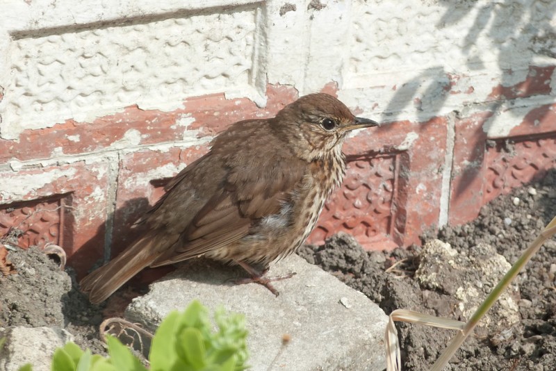 Les photos de Ptit moineau des oiseaux qui viennent à ma mangeoire !! - Page 12 P1070714