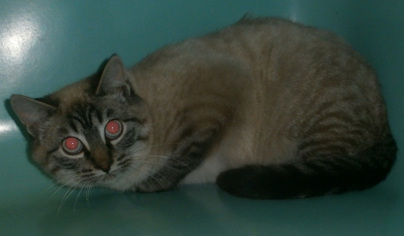 Photos des chats sauvés, avant/après - Page 5 31951010