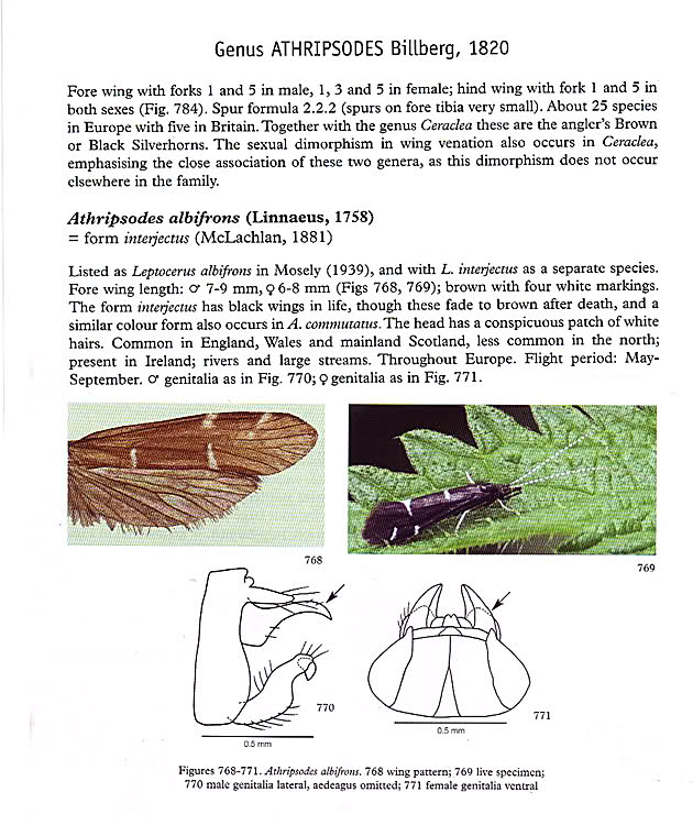 Krznokrilci ( Trichoptera ) - Page 6 2v9r8g10
