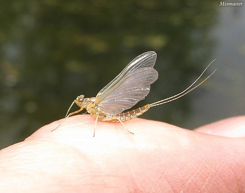 Cloeon dipterum - Pond Olive (Barska jednodnevka) 45407610