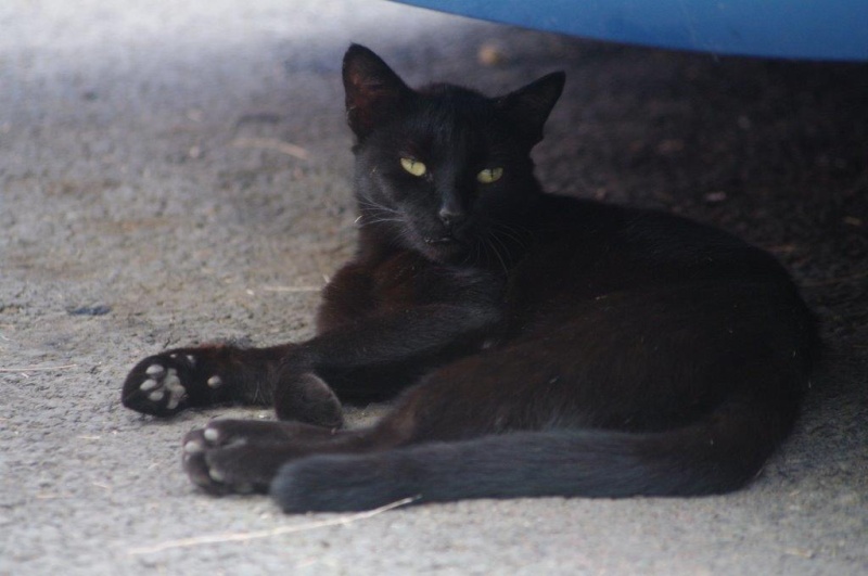 Petite chatte noire abandonnée au snack... Imgp3810