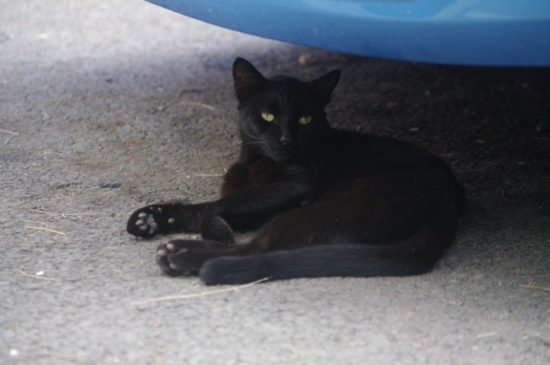Petite chatte noire abandonnée au snack... Imgp3811