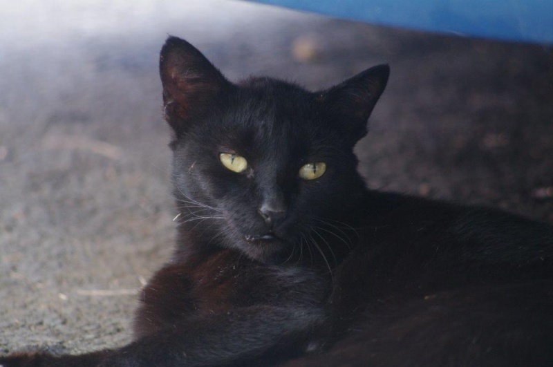 Petite chatte noire abandonnée au snack... Imgp3812