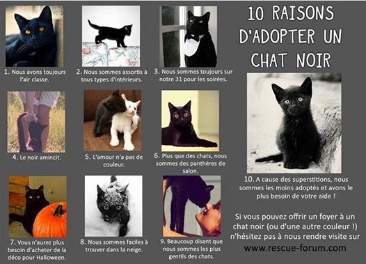 10 RAISONS D'ADOPTER UN CHAT NOIR 10135311