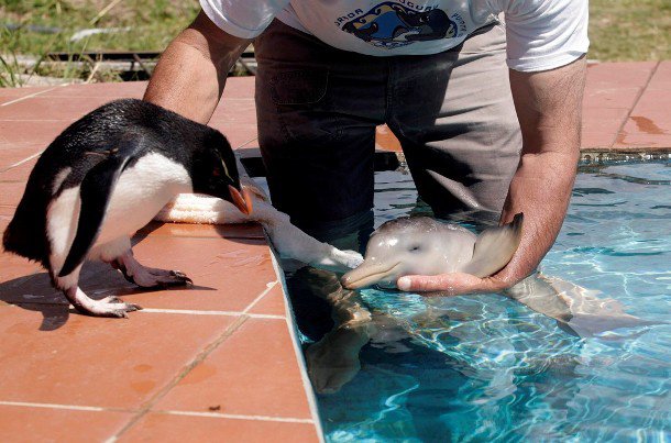 gens sauvant des animaux - Page 2 23746510