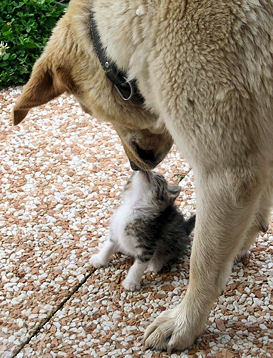 S"entendre comme chien et chat-LA VÉRITÉ en vidéos et en images - Page 13 47407510