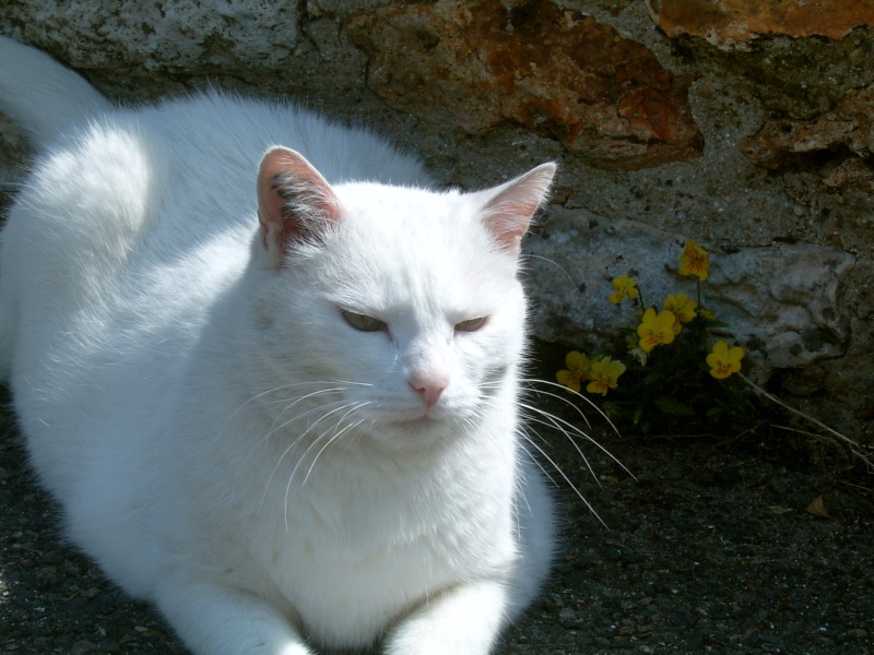 1 FOIS PAR JOUR ET PAR MEMBRE DES PHOTOS DE NOS ANIMAUX FAMILIERS - Page 2 Les_ch17