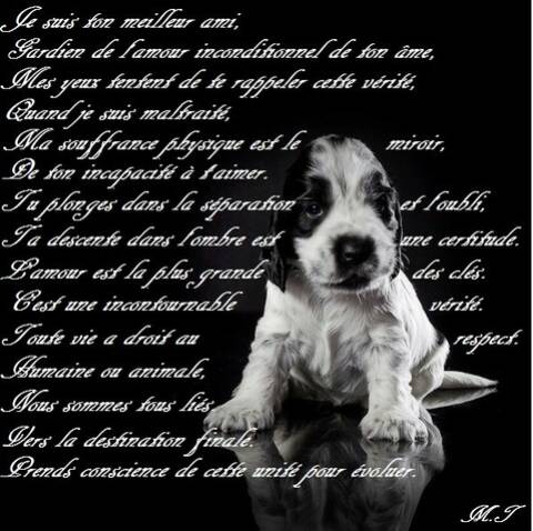 Citations Sur Le Chien