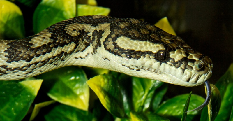 LA NOUVELLE FAMILLE DE MORELIA SPILOTA... Img_2321