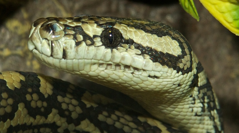 MORELIA SPILOTA ( IDENTIFICATION S.V.P. ) Img_2410