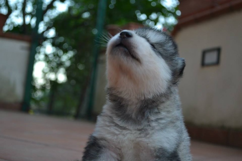 Cuccioli nati il 15- 06 - 2014 10479510