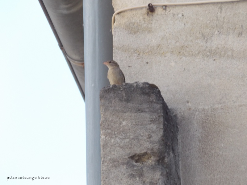 Mes photos d'oiseaux au parc !  - Page 2 Copie_22