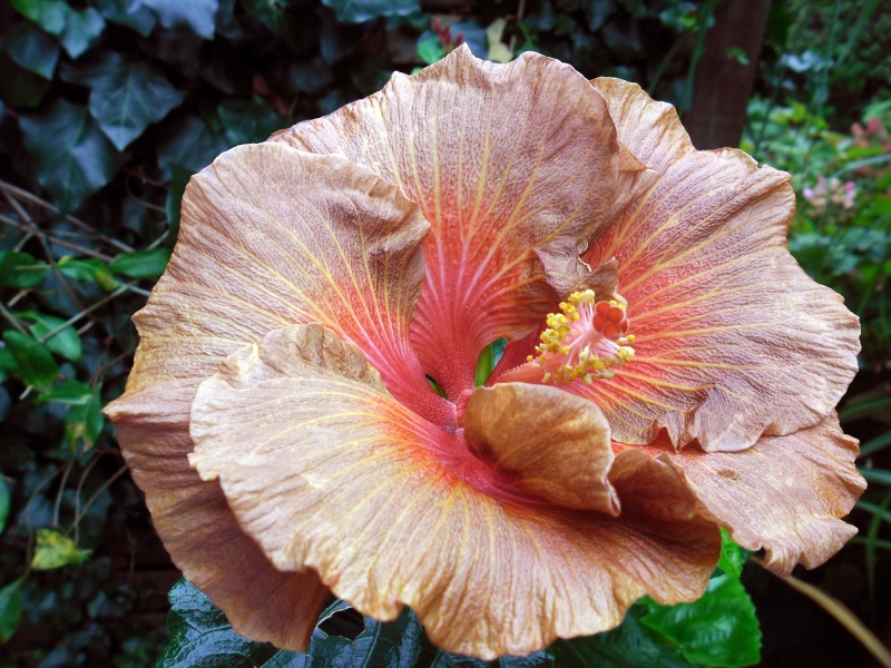 Hibiscus - alle Arten, Zuchtformen ... Erfahrungsberichte, Aussaat und selbstverständlich Bilder :) - Seite 5 Tahiti10